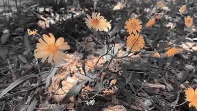 自然景观野菊花4K高清实拍视频素材视频的预览图